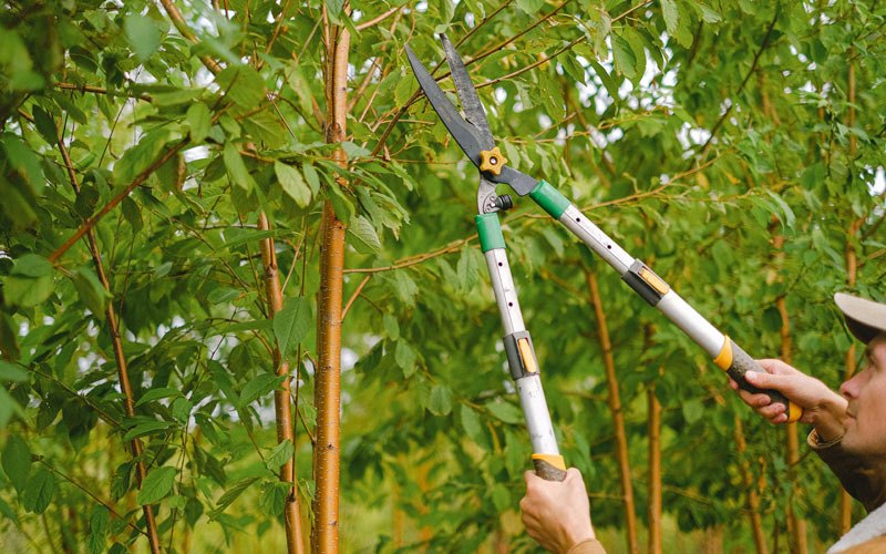Tree trimming in Deer Lodge, MT